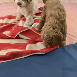 Australian Labradoodle Puppies from Sundance Labradoodles