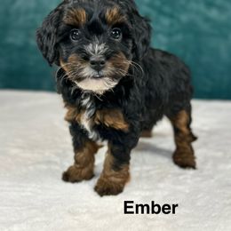 Ember - Tri-color female Bernedoodle puppy in Sugarcreek, Ohio from Cuddly Companion Doodles