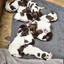 Boy 6 - Liver roan male German Shorthaired Pointer puppy in Henderson, Texas from C4 Gun Dogs