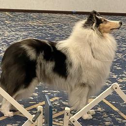 Parfait - Collie