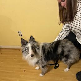 Maverick - Blue merle and white male Shetland Sheepdog puppy in Douglass, Texas from Dreamer’s Shelties