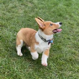 Bernese Mountain Dog and Pembroke Welsh Corgi Puppies from Highland Meadows