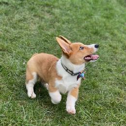 Bernese Mountain Dog and Pembroke Welsh Corgi Puppies from Highland Meadows