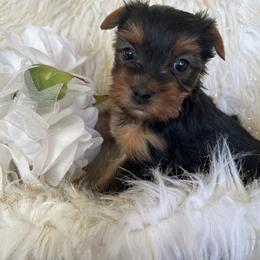 Girl 2 - Black and tan female Yorkshire Terrier puppy in Darrington, Washington from Seven Cedars Yorkies