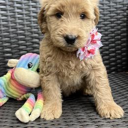 Clove - Lavendar female Australian Labradoodle puppy in Morristown, New Jersey from English Manor Labradoodles