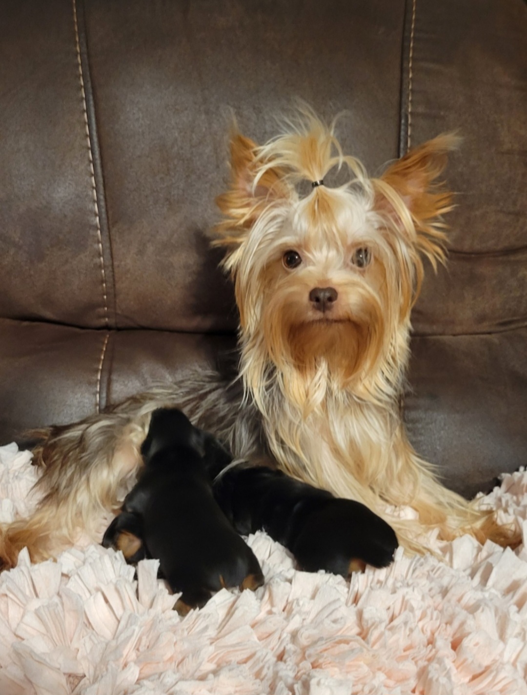 Latte - Yorkshire Terrier