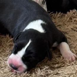 Rocky - Mantle male Great Dane puppy in Littleton, Colorado from Denver Danes