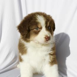 Nancy - Red tri-color female Australian Shepherd puppy in Richmond, Texas from Big Zen Aussies