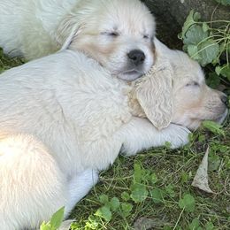 Golden Retriever Puppies from Avalon English Retrievers