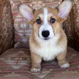 Boy 7 - Sable male Pembroke Welsh Corgi puppy in Surprise, Arizona from Ruff and Rowdy Corgis