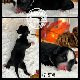 Australian Shepherd, Miniature American Shepherd, Miniature Australian Shepherd, and Toy Australian Shepherd Puppies from JKKJ Farms