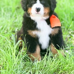 Bonnie - Black and rust female Bernese Mountain Dog puppy in Purcell, Oklahoma from Swiss Berner Bears