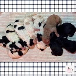 Boy 2 - Parti male Goldendoodle puppy in Ankeny, Iowa from Iowadoodles2love