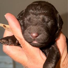 White Collar - Chocolate female Goldendoodle puppy in Ringgold, Georgia from Sweet B’s Goldendoodles