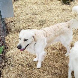 Ranger - Golden Retriever