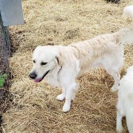 Ranger - Golden Retriever
