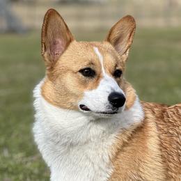 Pembroke Welsh Corgis from Amber Mayhew