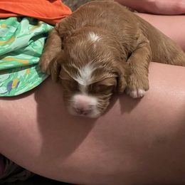 Bernedoodle Puppies from Palmetto Bernedoodles Boutique