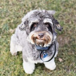 Buttons - Australian Labradoodle