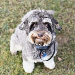 Buttons - Australian Labradoodle