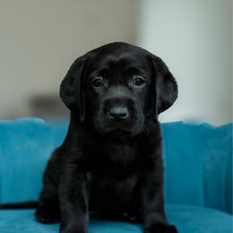 Sparkler - Black female Labrador Retriever puppy in Allons, Tennessee from UC Labradors LLC