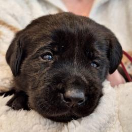 U Up - Black male Labrador Retriever puppy in Martinsburg, West Virginia from Fetching Labrador Retrievers