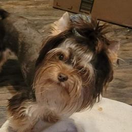 Sully - Yorkshire Terrier