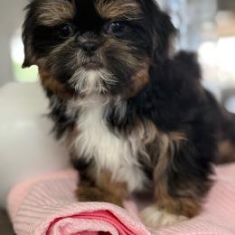 Rainy - Black and tan female Shih Tzu puppy in Rockville Centre, New York from Magnolia Tzus
