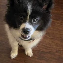 Pomeranian and Pomsky All Grown Up from Southern Poms of Texas