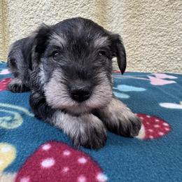 Prince - Salt and pepper male Miniature Schnauzer puppy in Comanche, Texas from Circle R Sidney