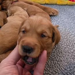 Girl 1 - Golden female Golden Retriever puppy in Albany, Oregon from Sutter Bay Retrievers