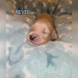 Revel - Cream male Dachshund puppy in Luttrell, Tennessee from Tiny Tails Ranch