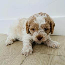 Poodle Puppies from Caboodles Of Poodles