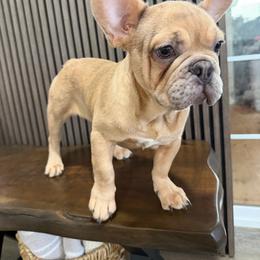 Marty 2.0 - Cream male French Bulldog puppy in Livermore, California from Spoiled Frenchies