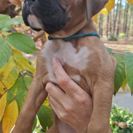 Brielle - Fawn female Boxer puppy in Statesboro, Georgia, Georgia from Mischievous Boxers