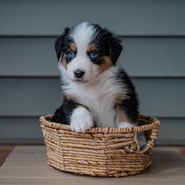 Australian Shepherd Puppies from FireHart Aussies