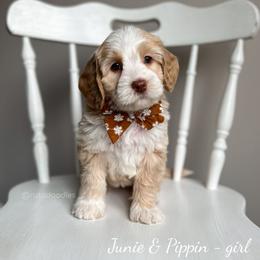 Australian Labradoodle Puppies from Rutu Australian Labradoodles