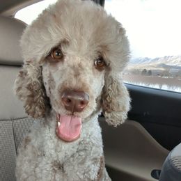 Winnie - Goldendoodle