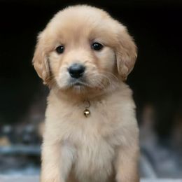 Pumpkin Pie - Light golden male Golden Retriever puppy in Eugene, Oregon from Oregon's Legendary Goldendoodles