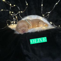 Olive - Yellow female Dilute Retriever puppy in Forest City, Iowa from Helm Labs