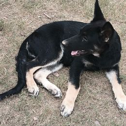 Thunder Dbo - Black and tan German Shepherd puppy in Olive Branch, Mississippi from Puppy Love