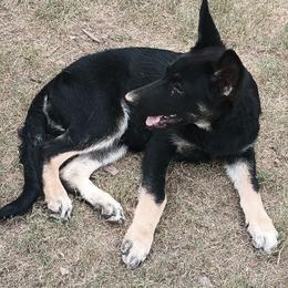 Thunder Dbo - Black and tan German Shepherd puppy in Olive Branch, Mississippi from Puppy Love