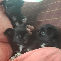 Chihuahua Puppies from Elegant Exotic Chihuahua's