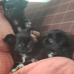 Chihuahua Puppies from Elegant Exotic Chihuahua's