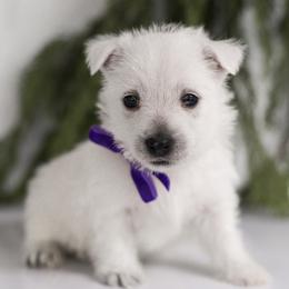 Peaches - White female West Highland White Terrier puppy in Mount Joy, Pennsylvania from K&M Kennel