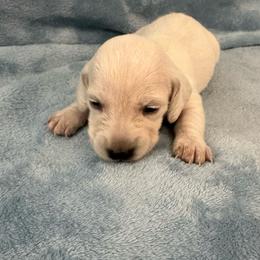 Cannoli - Cream female Dachshund puppy in Memphis, Tennessee from River City Doxies