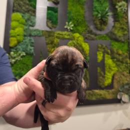 Venus (white) - Black brindle female Dutch Shepherd puppy in Signal Mountain, Tennessee from Torgun Police Dogs