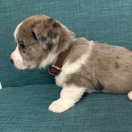 Cardigan Welsh Corgi Puppies from Squires Corgi Cottage