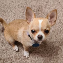 Chihuahuas from Theresa's Chihuahuas