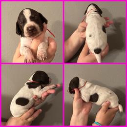 Ginny (hot pink) - White and liver female German Shorthaired Pointer puppy in Marshfield, Missouri from Suma Kennels